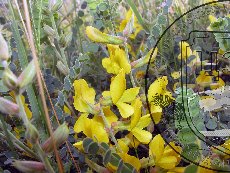 Майкараган волжский 003